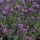Lavandula angustifolia added by Shoot)