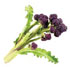Brassica rapa 'Early Purple Sprouting'