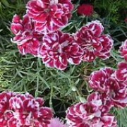 'Whatfield Gem' is a small perennial with linear, grey-green leaves.  From late spring through summer, it bears dark-red, double flowers with white markings and edges to its petals. Dianthus 'Whatfield Gem' added by Shoot)