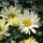 'Broadway Lights' is an herbaceous perennial with dark green, glossy leaves and canary yellow, daisy-like flowers which then fade to white in summer and autumn. Leucanthemum x superbum 'Broadway Lights' added by Shoot)
