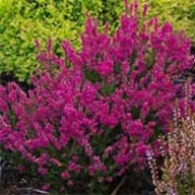'Red Pimpernel' is a dwarf, evergreen shrub with dark-green foliage.  From late-summer to mid-autumn, it bears upright racemes of small, crimson flowers. Calluna vulgaris 'Red Pimpernel' added by Shoot)