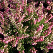 'Tib' is a dwarf, evergreen shrub with dark-green foliage.  From mid-summer to mid-autumn, it bears short, upright racemes of small, deep-pink, double flowers. Calluna vulgaris 'Tib' added by Shoot)