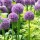  (05/04/2018) Allium 'Gladiator' added by Shoot)