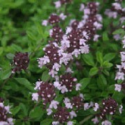 'Pink Ripple' is a low, spreading, evergreen shrub with small, golden-green, ovate leaves that are lemon-scented.  In summer, it is covered with light-pink, tubular flowers that open from darker buds. Thymus serpyllum 'Pink Ripple' added by Shoot)