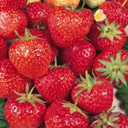 'Royal Sovereign' is a perennial with white flowers in spring, producing large numbers of edible bright red strawberries in mid-summer. This variety is a traditional favourite producing fruit with suberb flavour. Fragaria x ananassa 'Royal Sovereign'  added by Shoot)