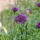 Allium hollandicum 'Purple Sensation' Added by Heather Edwards