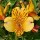 'Golden Delight' is a clump-forming, spreading, herbaceous perennial with lance-shaped leaves and upright stems.  From mid-summer to early autumn, it bears terminal umbels of showy, funnel shaped, golden flowers with dark markings on their inner segments. Alstroemeria 'Golden Delight' added by Shoot)