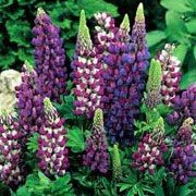 'Gallery Blue Shades' is a compact, bushy, herbaceous perennial with attractive, mid-green, palmate leaves.  In summer, it bears densly-packed, upright racemes of pea-like flowers in shades of blue. Lupinus polyphyllus 'Gallery Blue Shades' added by Shoot)