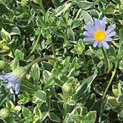 'Variegata' is an evergreen sub-shrub that is used as an annual.  It has small, ovate, green leaves with cream margins and in summer, produces single, light-blue, daisy-like flowers with yellow centres on wiry stems. Felicia amelloides 'Variegata' added by Shoot)