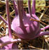 Brassica oleracea gongyloides 'Purple Vienna'