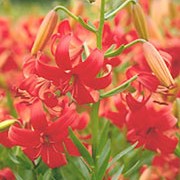 'Fireworks' is a bulbous perennial that forms brilliant orange-red unspotted flowers in summer. Lilium asiatic 'Fireworks' added by Shoot)