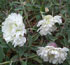 Silene uniflora 'Robin Whitebreast'