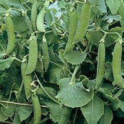 'Feltham First' is a perennial climbing legume, often grown as an annual, forming small white flowers followed by long green pods containing small, round, edible peas. This variety is an old favourite producing long pointed pods. Pisum sativum 'Feltham First' added by Shoot)