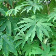 Tetrapanax papyrifer added by Shoot)