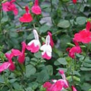 'Hot Lips' is an evergreen sub-shrub with small, aromatic, ovate foliage which may turn dark-red in autumn and open racemes of crimson and white flowers on spikes in summer and autumn. Salvia 'Hot Lips' added by Shoot)