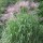  (07/05/2019) Miscanthus x giganteus added by Shoot)