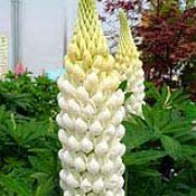 'Polar Princess' is a compact variety with sturdy spikes of white flowers. Lupinus 'Polar Princess' added by Shoot)