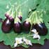 Solanum melongena 'Baby Rosanna'