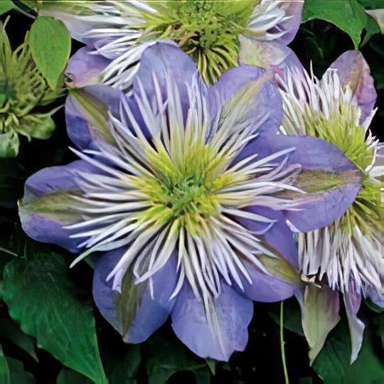 Clematis 'Crystal Fountain'