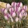 'Vanguard' is a bulbous perennial with dark-green strap-shaped leaves that appear after its flowers.   In early to mid-spring, It has bi-coloured, lavender-grey and mauve flowers that are relatively large for a crocus. Crocus 'Vanguard' added by Shoot)