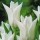 'White Triumphator' is a tall slender bulbous perennial with pure white flowers in spring. Tulipa 'White Triumphator' added by Shoot)