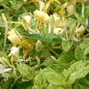 'Mint Crisp' is a semi-evergreen climbing shrub with cream and green speckled, ovate leaves that are pink tinged in winter.  From mid-summer to mid-autumn, it bears fragrant, white flowers that fade to yellow. Lonicera japonica 'Mint Crisp' added by Shoot)