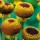'Autumn Lollipop' is a clump-forming herbaceous perennial.  In summer, it has unusual spherical, yellow and brown flowers with a lower fringe of yellow petals on upright stems. Helenium 'Autumn Lollipop' added by Shoot)