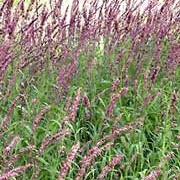 'Atropurpurea' is a clump-forming herbaceous grass with arching, linear, light-green leaves.  In summer, it bears dark-purple flower spikes on upright stems. Melica altissima 'Atropurpurea' added by Shoot)