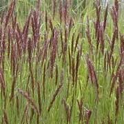  'Red Spire' is a clump-forming herbaceous grass with arching, linear, light-green leaves that become auburn with age. In early summer, it bears deep red flower spikes on upright stems.
 Melica transsilvanica 'Red Spire' added by Shoot)