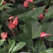 Anthurium andraeanum added by Shoot)