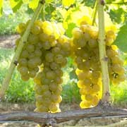 'Seyval' is a popular wine making grape.  The wine produced from this grape is described as light and fruity. Vitis vinifera 'Seyval' added by Shoot)