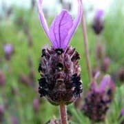 'Fathead' is a vigorous, upright, evergreen shrub with narrow, grey-green leaves.with plump, long-lasting, dark-purple flowerheads that fade to pink with age. Lavandula stoechas 'Fathead' added by Shoot)