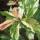  (09/07/2018) Photinia davidiana 'Palette' added by Shoot)