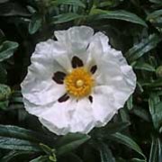 'Minstrel' is an evergreen shrub with linear, dark green leaves that have grey undersides.  In summer, it bears large, salver-shaped, white flowers with large black blotches. Cistus ladanifer var sulcatus 'Minstrel' added by Shoot)