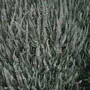 'Silver Knight' is a vigorous, small evergreen shrub with a compact, upright habit.  It has grey, needle-like foliage, becoming purple-tinted in winter, and in late summer to early autumn, bears spikes of small lavender flowers. Calluna vulgaris 'Silver Knight' added by Shoot)