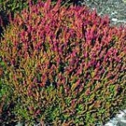'Sir John Charrington' is a small, compact, evergreen shrub.  It has yellow-green, needle-like foliage that becomes red-tinted in winter.  In summer and autumn, it bears upright racemes of small, lilac flowers. Calluna vulgaris 'Sir John Charrington' added by Shoot)