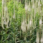'Album' is an upright herbaceous perennial.  Its stems are clothed with worled leaves and in late summer, it bears narrow, upright spikes of white flowers. Veronicastrum virginicum 'Album' added by Shoot)