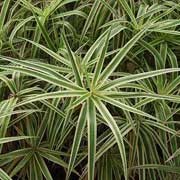 'Sparkler' is an evergreen sedge with whorled, strap-like leaves that are light-green with cream margins on an upright stem.  In summer it bears a central cluster of brush-like flowers. Carex phyllocephala 'Sparkler' added by Shoot)
