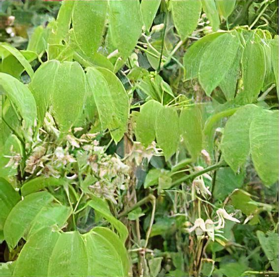 Holboellia latifolia
