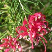 'Jenkinsii' is a rounded, evergreen shrub with stiff, narrow, bright-green leaves that have silky hairs beneath.  It bears short, dense clusters of pink and cream tubular flowers from late winter to summer. Grevillea rosmarinifolia 'Jenkinsii' added by Shoot)