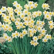 'Minnow' is a dwarf daffodil.  In spring, it bears several fragrant, trumpet-shaped, pale-yellow and cream flowers. Narcissus 'Minnow' added by Shoot)