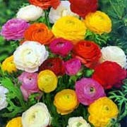 Ranunculus asiaticus added by Shoot)