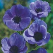 'Mr.Fokker' is a low-growing, tuberous perennial.  It has finely dissected leaves and in spring, bears single, velvety violet-blue, saucer shaped flowers with black centres. Anemone coronaria 'Mr.Fokker'  added by Shoot)
