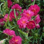 'Cerise Queen' is a mat-forming, evergreen shrub with small green leaves and masses of double pink flowers with yellow centres from late spring to early summer. Helianthemum 'Cerise Queen' added by Shoot)