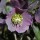 Helleborus purpurascens added by Shoot)