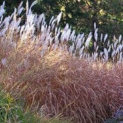 Miscanthus sacchariflorus added by Shoot)