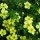 'Elizabeth' is a small bushy deciduous shrub.  It has small green leaves with white undersides and from early summer to mid autumn bears pale yellow flowers with darker centres. Potentilla fruticosa 'Elizabeth' added by Shoot)