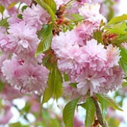 'Kiku shidare-zakura' is a small, weeping, deciduous tree.  New leaves are bronze, turning green in summer.  In spring, its branches are clothed with bright pink double flowers. Prunus 'Kiku shidare-zakura' added by Shoot)