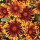'Fanfare' is a compact perennial (often grown as an annual) with narrow leaves and large, bright red-orange, daisy-like flowerheads with yellow tips in summer and autumn. Gaillardia aristata 'Fanfare' added by Shoot)