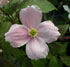 Clematis montana var. rubens 'Pink Perfection'